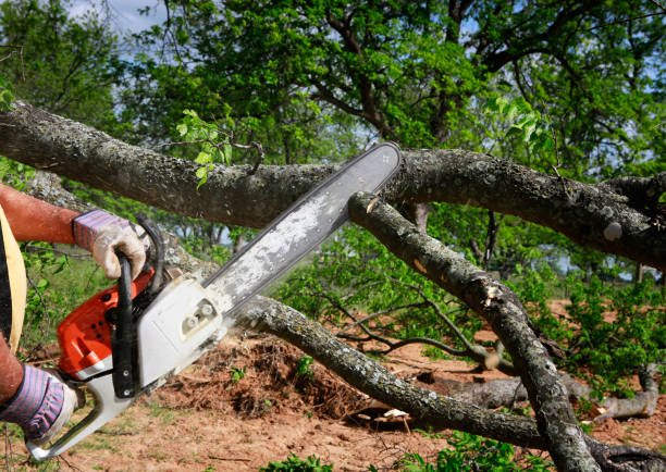 The Steps Involved in Our Tree Care Process in Laurel, VA